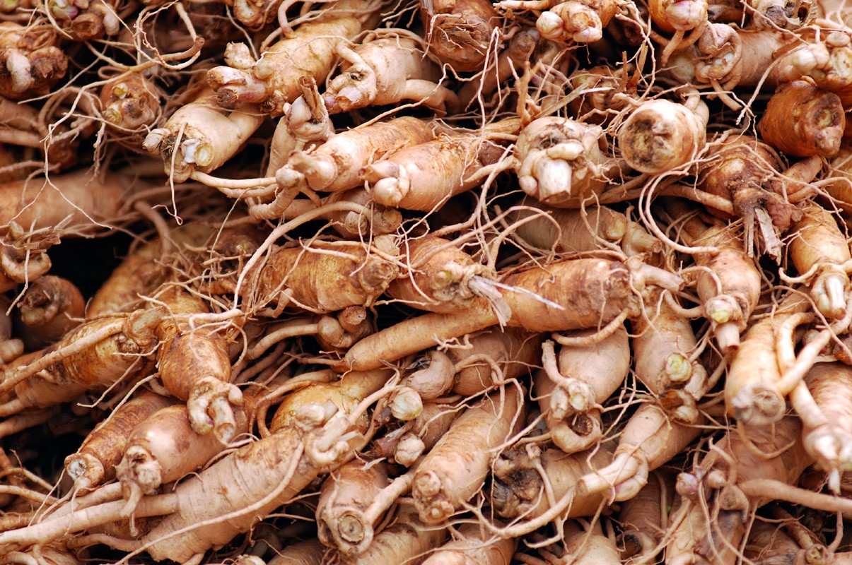 Le ginseng, la potion magique des stressés ?