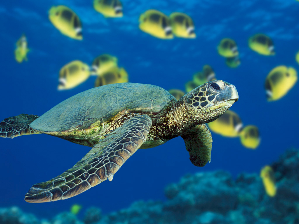 Eine grüne Seeschildkröte schwimmt an Masken-Falterfischen vorbei.