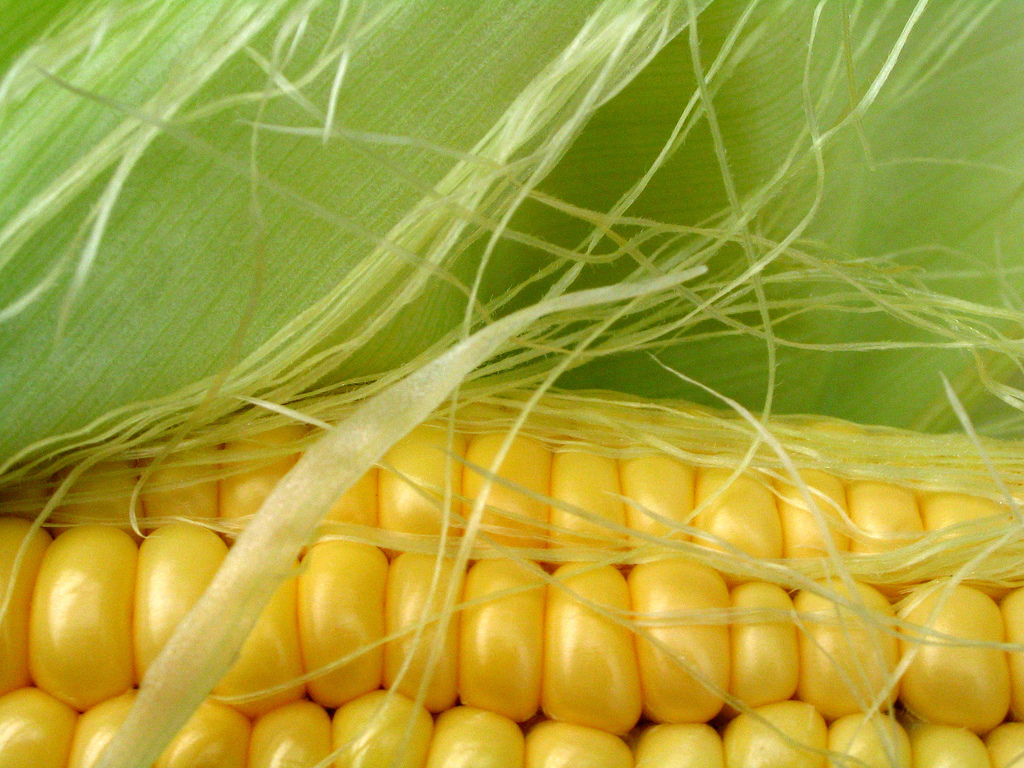 Les différents usages de la fécule de maïs2