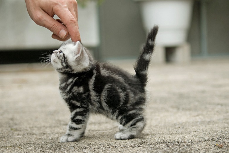 british shorthair - kitten beeing crawled
