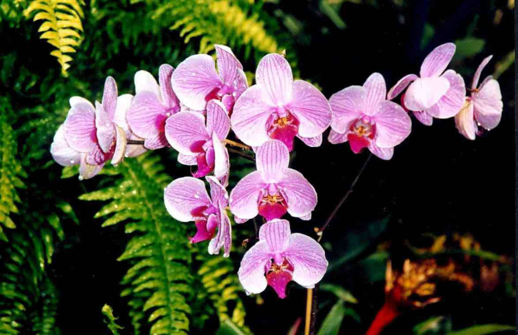 Comment entretenir une orchidée en pot2