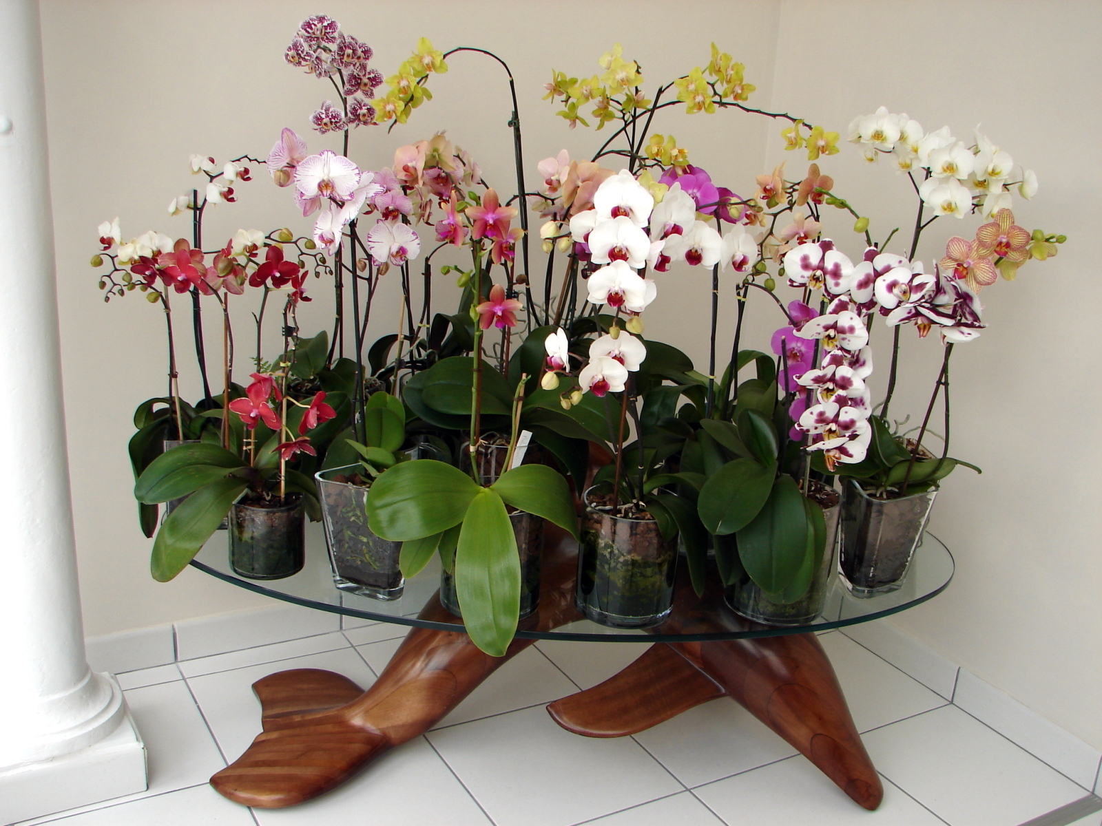 Comment entretenir une orchidée en pot ?