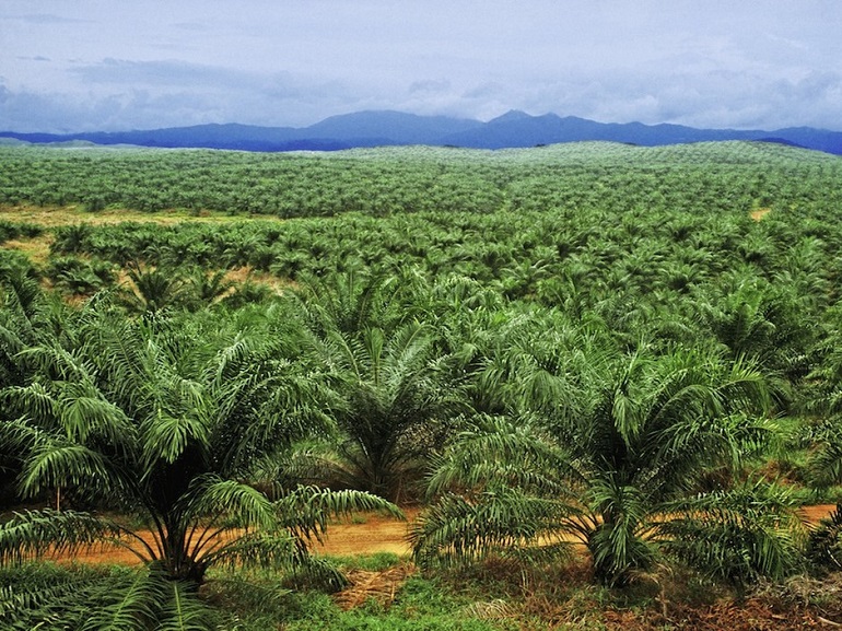 L’huile de palme est-elle si mauvaise qu’on le dit ?