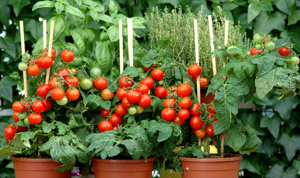 plan de tomates