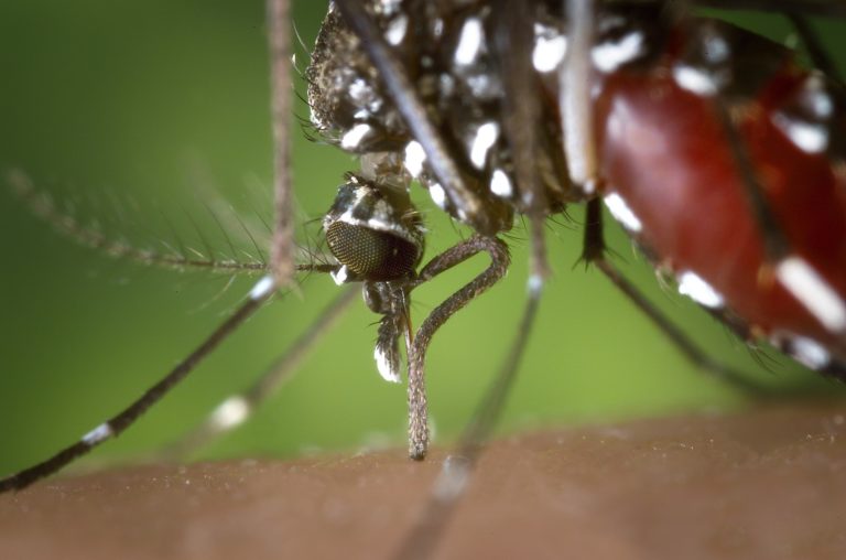 Spray anti-moustiques : la solution pour lutter contre les moustiques ?