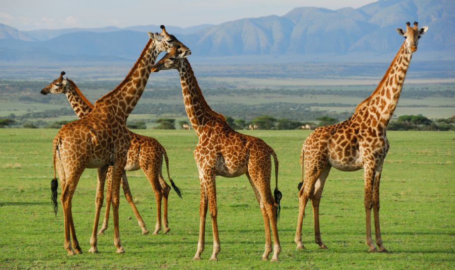 parc-national-du-serengeti