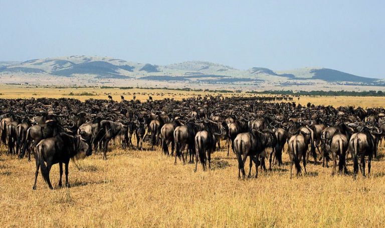 Le Serengeti : destination pour découvrir la nature sauvage