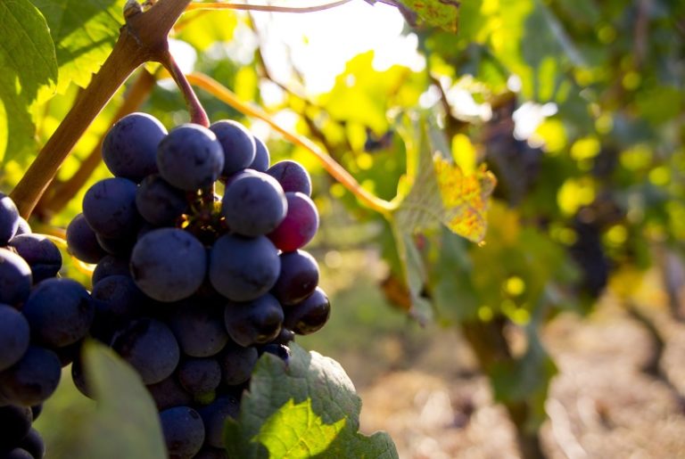 Quels sont les principaux cépages utilisés dans la conception du vin ?