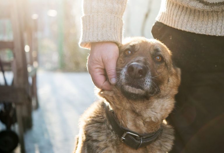 Adopter un chien : comment le choisir ?