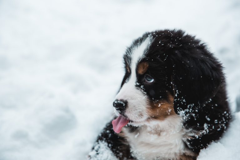 Voyage à la neige : comment prendre soin de votre chien ?