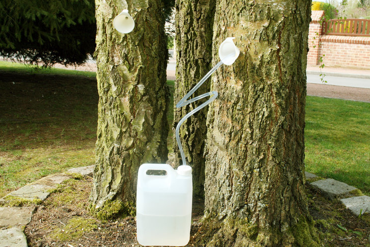 Quels sont les bienfaits de la sève de bouleau fraîche ?