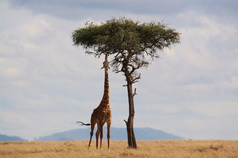 Quelques endroits intéressants à découvrir lors d’un voyage au Kenya