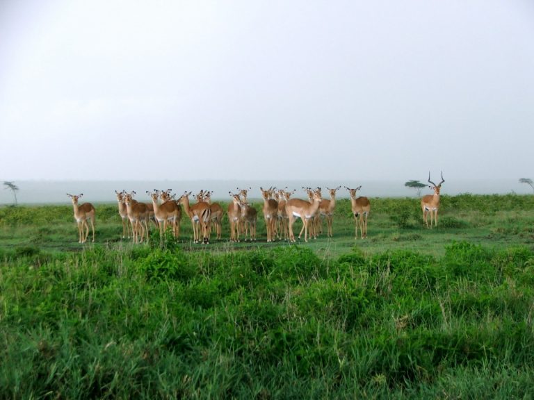 Faire des visites et un safari au Kenya