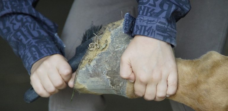 CWU Soins Des Sabots pour Chevaux - Fichiers de sciage de Faucille en