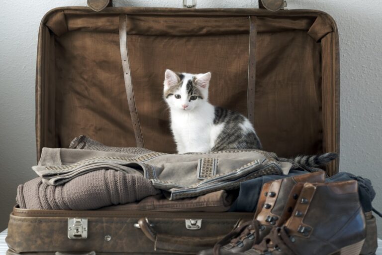 Guide pour voyager avec votre chat