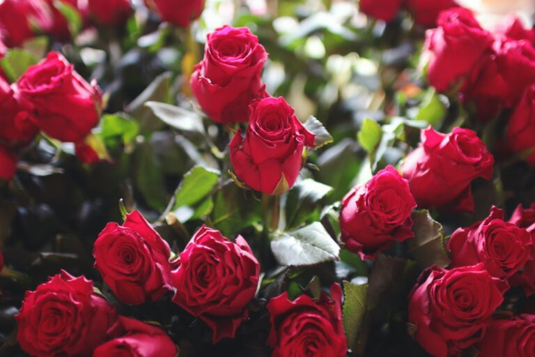 Pourquoi une rose éternelle serait le parfait cadeau pour un être spécial ?