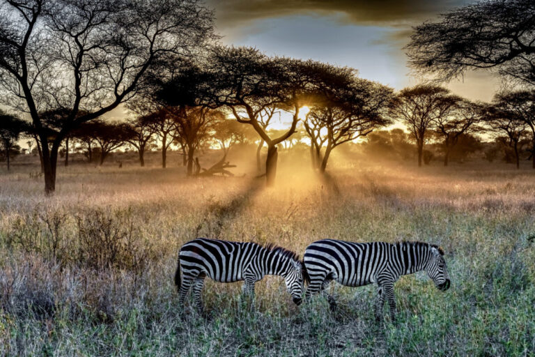 Les safaris les plus fascinants en Afrique pour une expérience de découverte unique